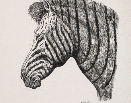 Bitkiler ve Hayvanlar (Plants and Animals)